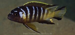 Metriaclima melissa 'Chilumba Harbour'